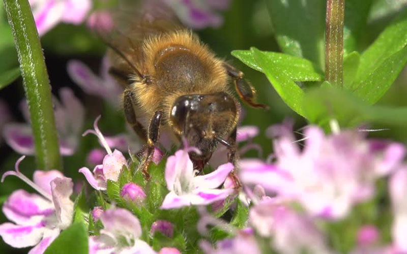 Honey bee in thyme